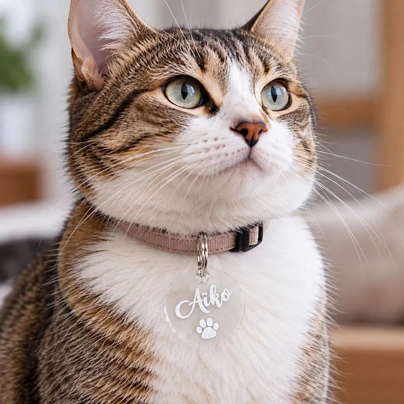 Chat portant à son collier une médaille transparente personnalisée, gravée « Aïko » avec une patte